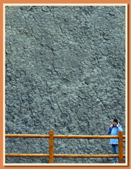 The spectacular Ammonites’ wall in Digne - Coroniceras multicostatum