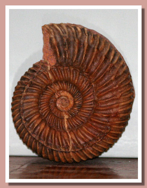 Parkinsonia parkinsoni, a common Bajocian ammonite