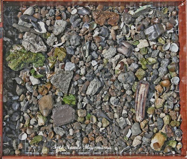 Gravel1.jpg Fossili del Peace River