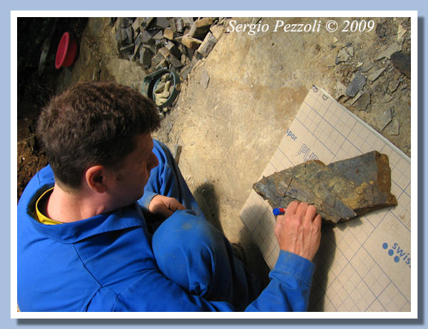 Il primo Saurichthys ritrovato nel 2009
