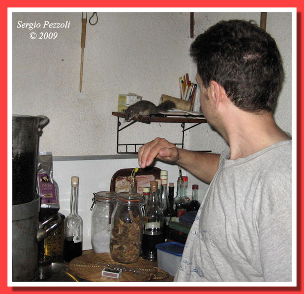 Il Ghiro sulla mensola sembra impartire gli ordini in cucina