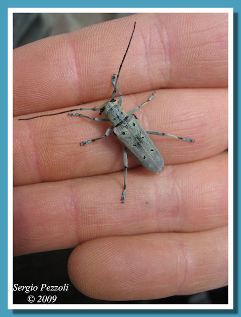 un poco comune cerambicidae