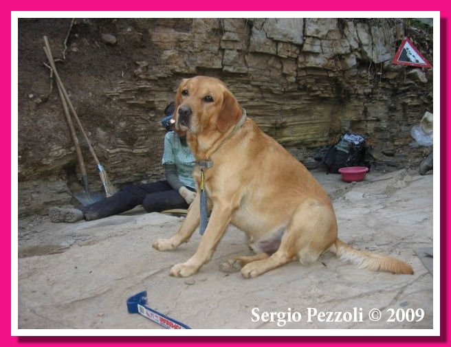 Darwin cerca ossa