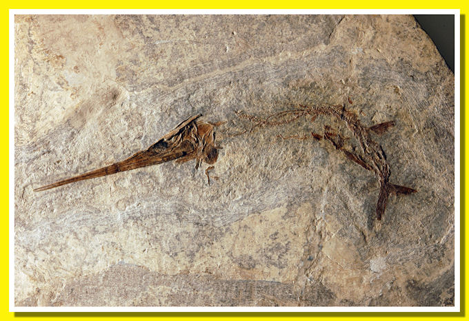 Saurichthys curionii