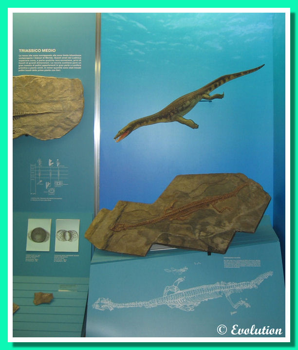 Fossile e modello interpretativo di Ceresiosauro