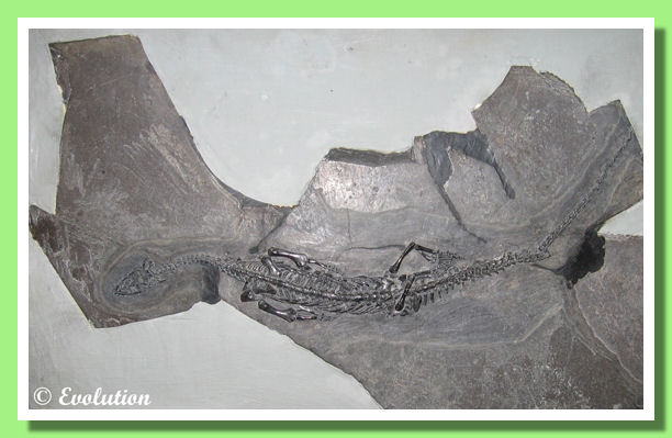 Rettile fossile del genere Neusticosaurus