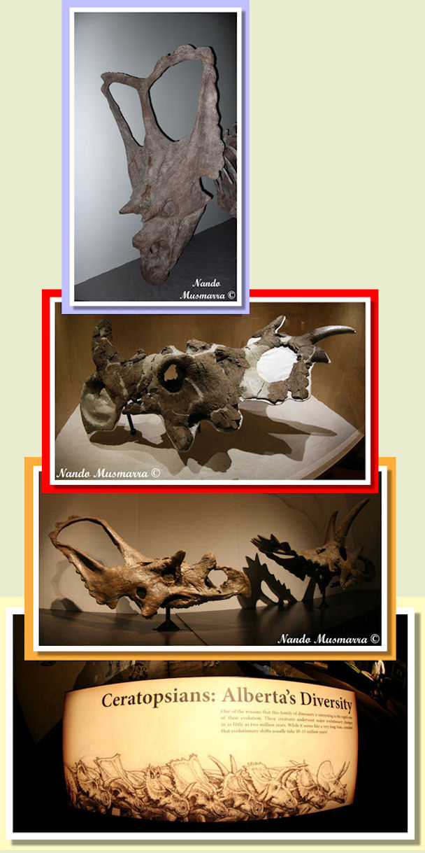 Alberta Ceratopsidi diversita'