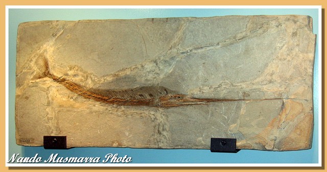 Eocene swordfish ancestor