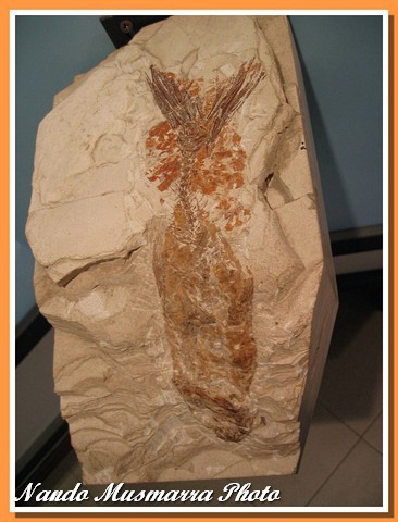 This fish fossilized in thick-creamy consistency seafloo