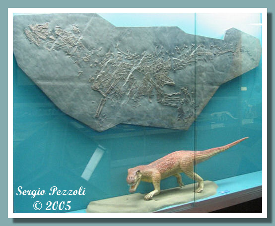 Museo Cantonale di Storia Naturale di Lugano - Ticinosuchus ferox