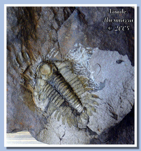 il trilobite Eccoptochile almadenensis