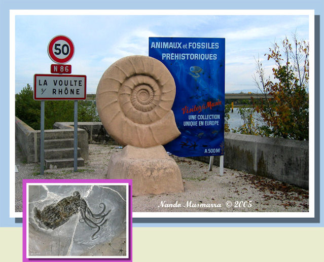 La Voulte-sur-Rhone Ammonite