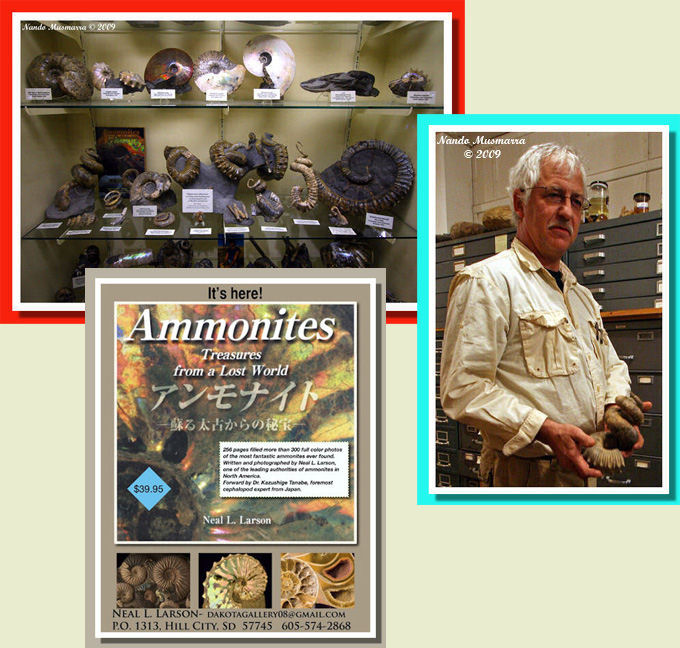 Ammonites - Treasures from a Lost World Western Interior SeawayNeal LarsonDidymoceras