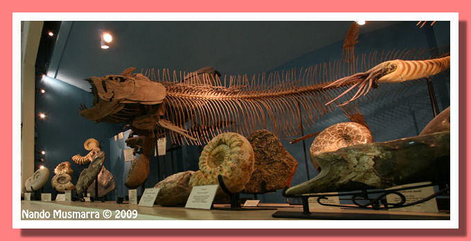 Sala Ammoniti Black Hills Institute Panoramica Museo Black Hills Institute