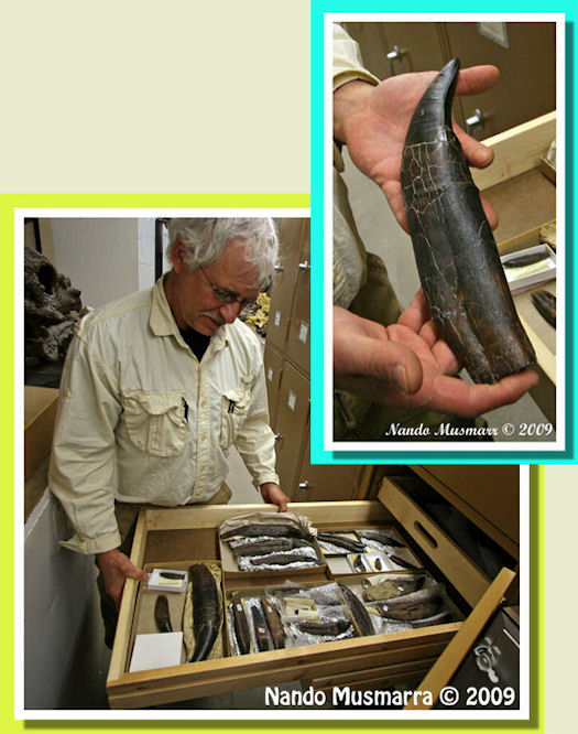 Dente di tyrannosaurus Stan Dente di tirannosauro Stan