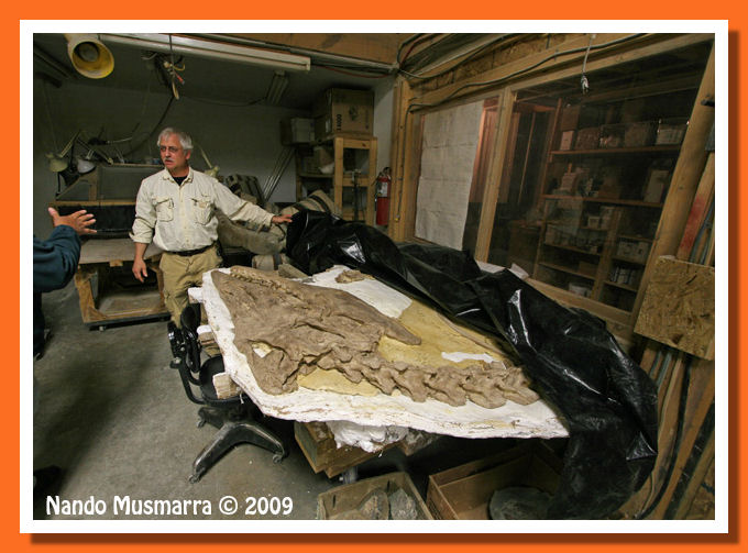 Mosasaurus Cretaceus Mosasaurus Black Hills