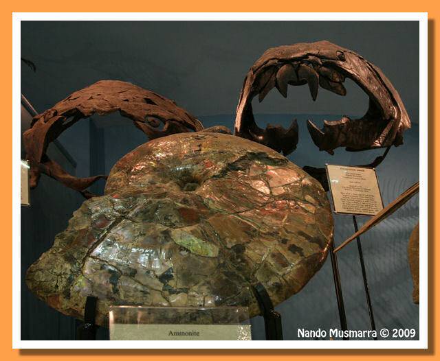 Dunkleosteus terrelli Cleveland shale Dunkleosteus terrelli Ohio.