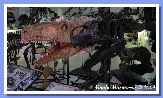 Calchi Specilizzazione BlackHills Institute Cast BlackHills Institute