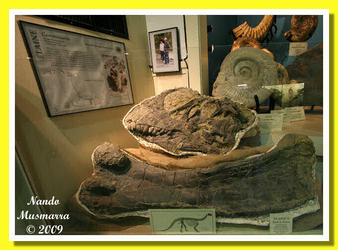 Camarosaurus Elaine Elaine Camarosaurus