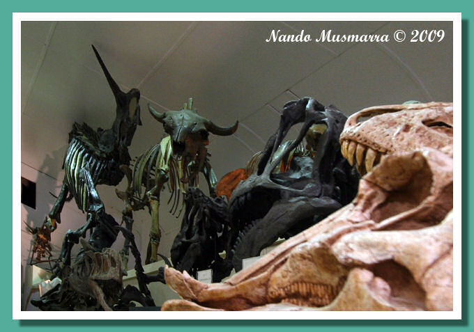 Fossili Cenozoici Esposizione cenozoico