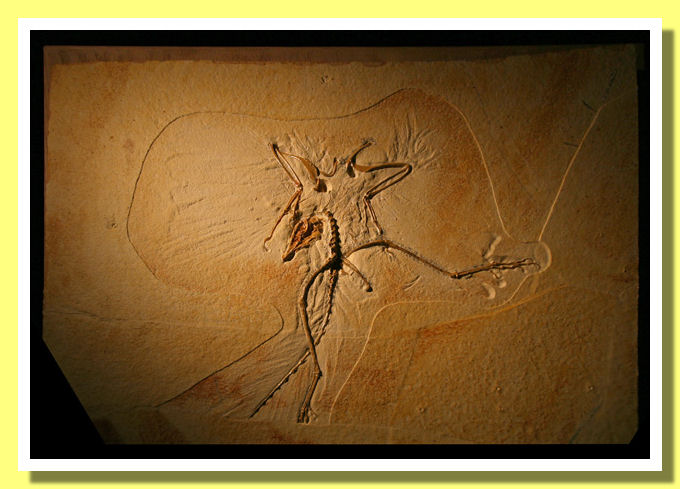 Archaeopteryx N. 10