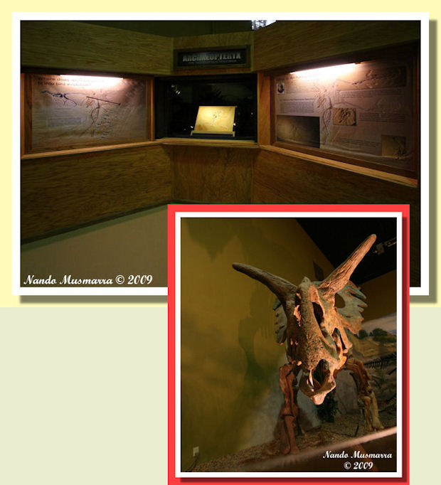 Sala Archaeopteryx N.10