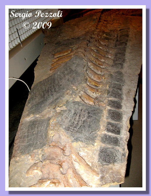pelle coda anatosauro