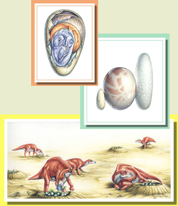 Maiasaura Egg 3 kind of dinosaur eggs