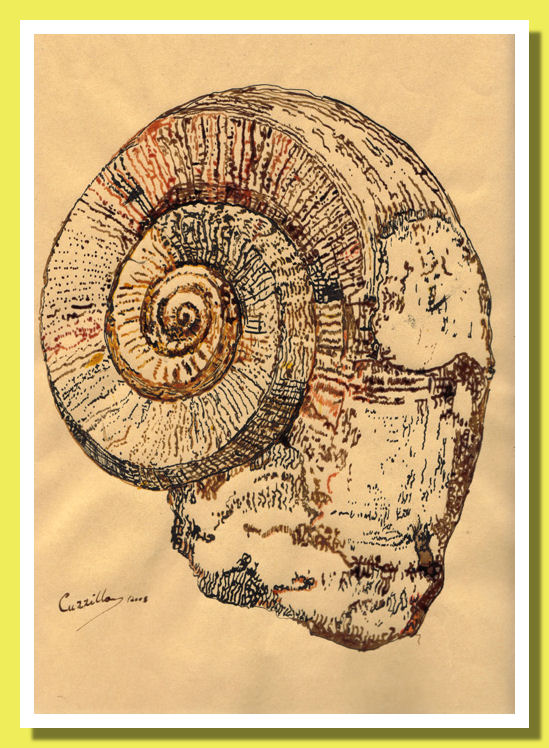 Mollusco 