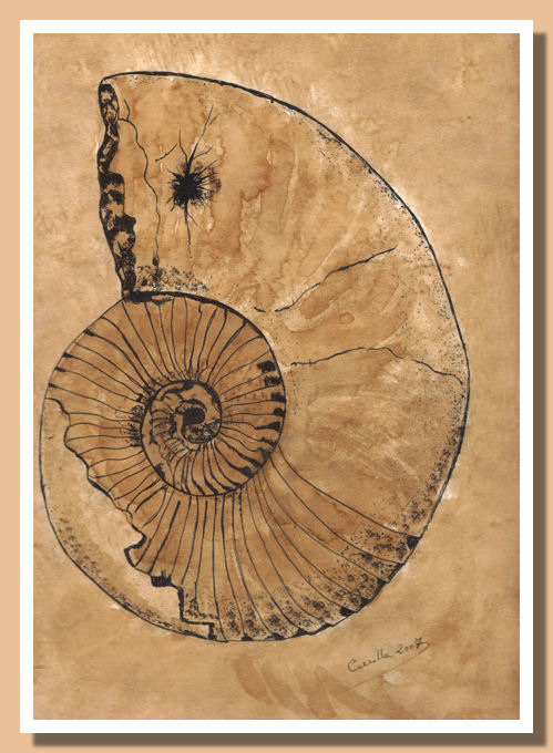 Ammonite