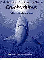 Carcharhinus