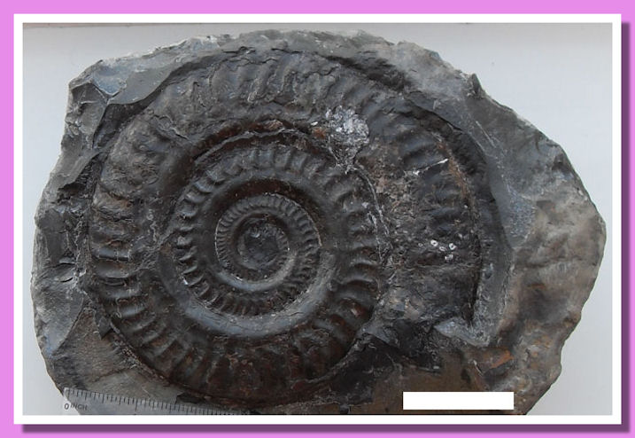 Ammonite found at Whitby
