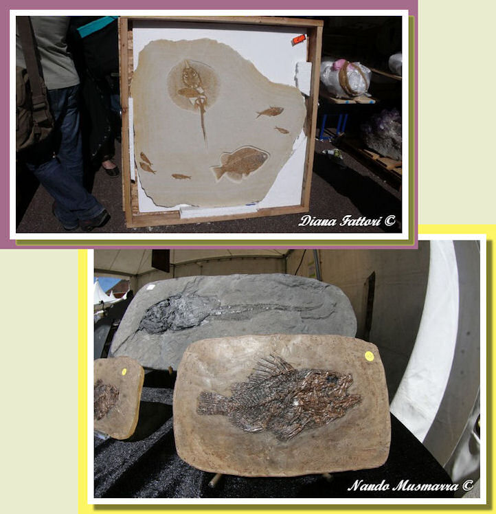 Acquari fossili Wyoming - Pesci Messel