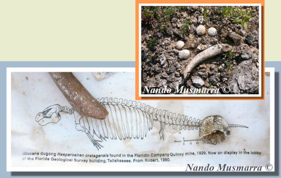 Fossil manatee ribs 