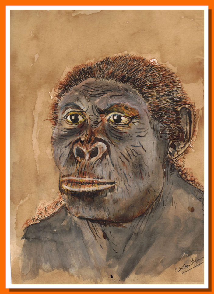 homo habilis homo habilis