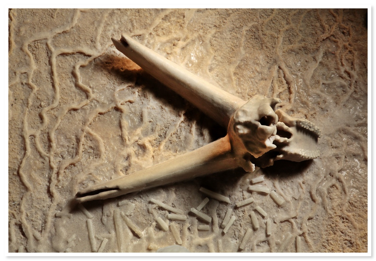 Chauvet12 Ibex Calcificato