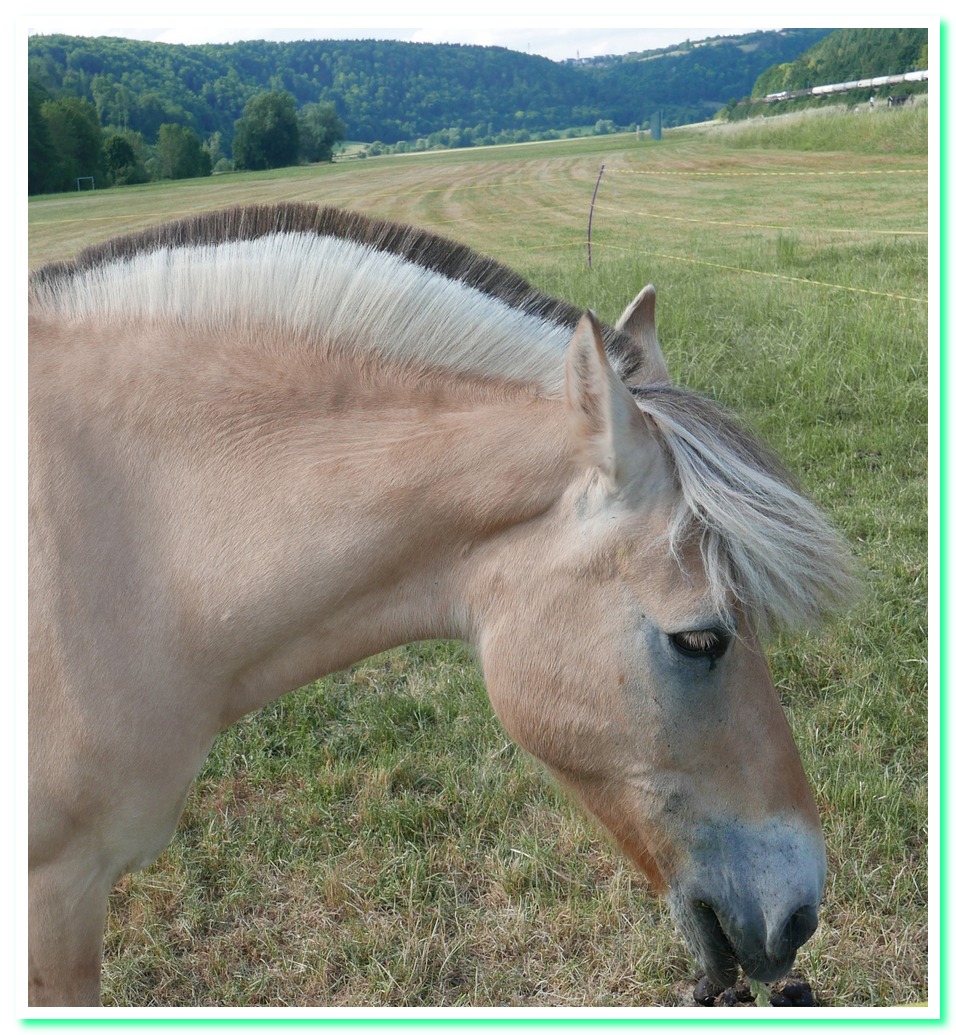 Chauvet18 Equus ferus przewaslskii