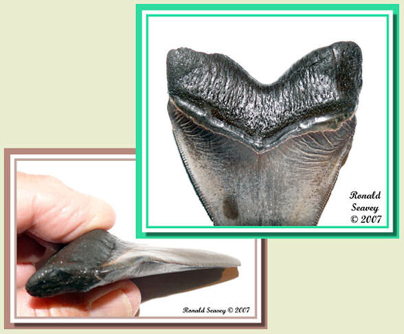 RonSeavey01.jpg RonSeavey01.jpg