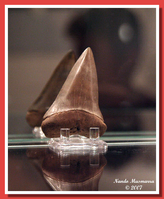 RonSeavey03.jpg RonSeavey03.jpg