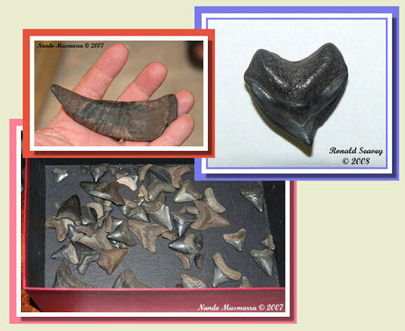 RonSeavey05.jpg RonSeavey05.jpg