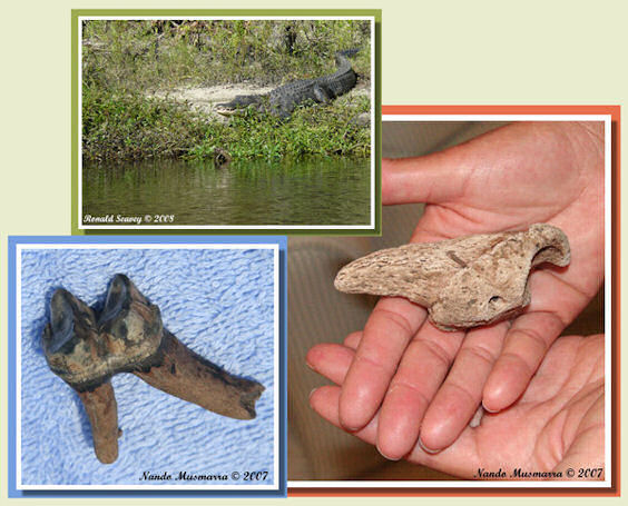 RonSeavey08.jpg RonSeavey08.jpg