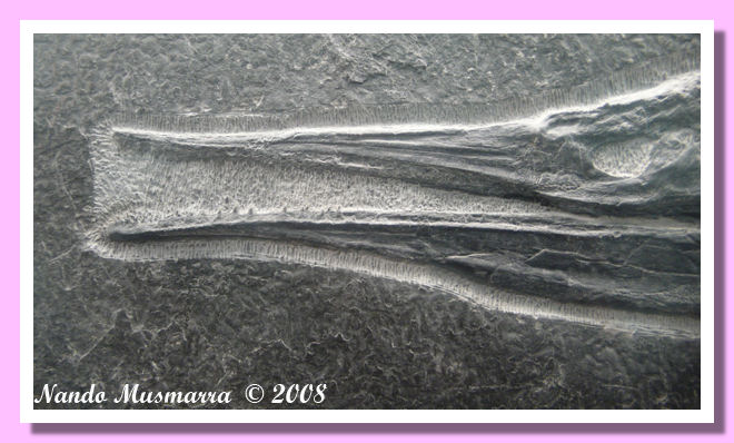 Saurichthys in mostra agli Smithsonian