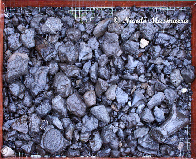 Retino pieno di fossili