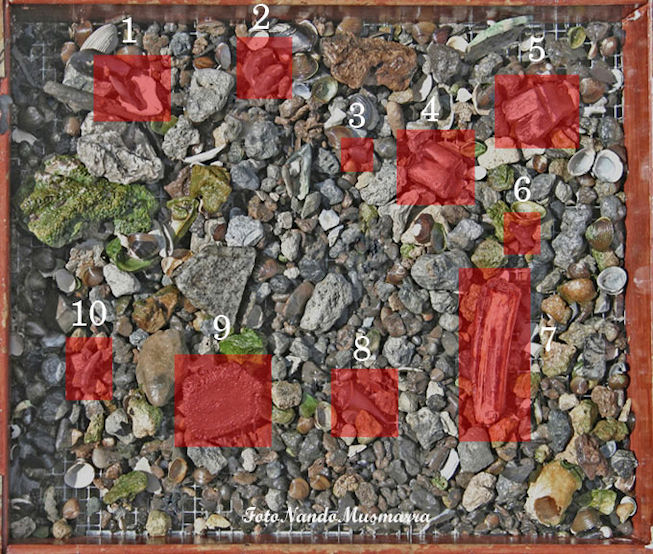 Suluzioni al nquiz fossile