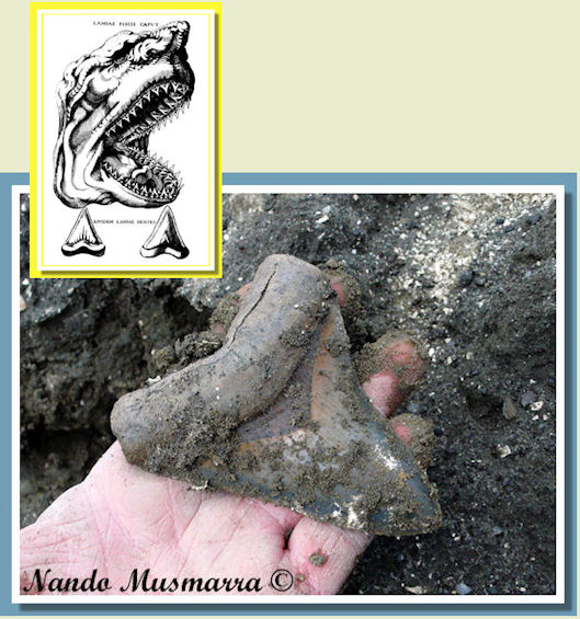Carcharocles megalodon - ritrovamento di Nando Musmarra