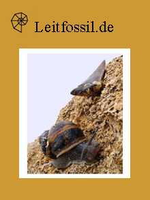Cosmopolitodus und Escargots 
