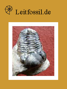 Trilobit in meinem Sandwich