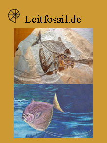 Bolca, ein Aquarium im Stein