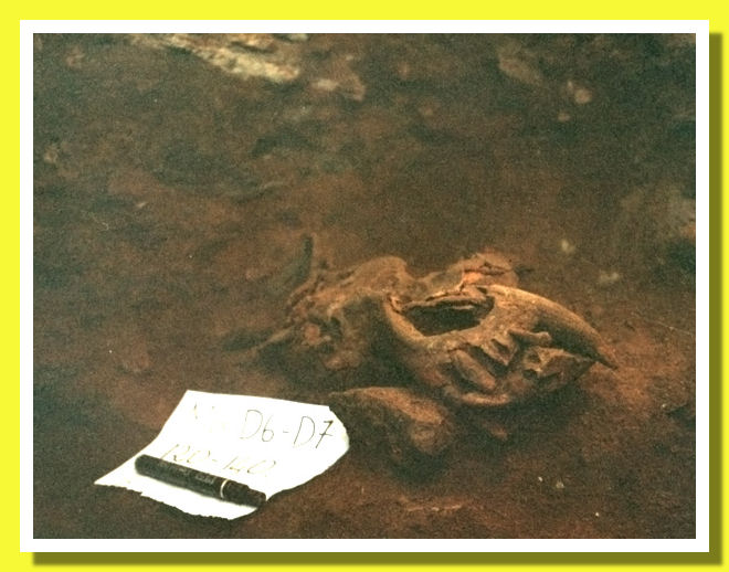 Cranio Ursus Spelaeus