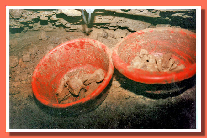 Raccolta dei reperti fossili